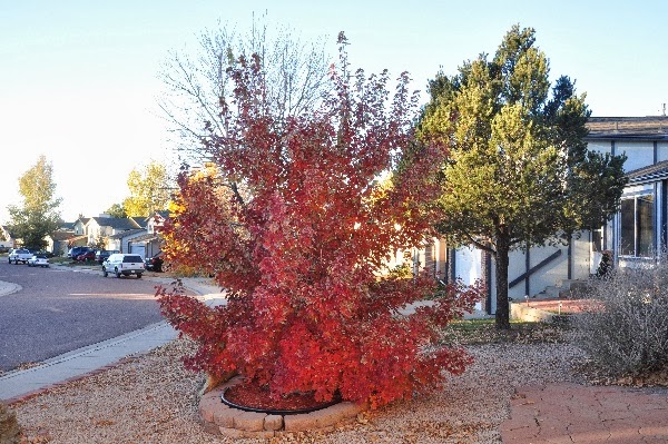 Colorado Springs fall leaves randompictures.filminspector.com