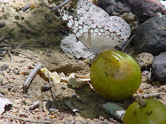 Borboleta no fruto do imbuzeiro