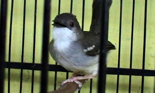 Ini Dia Cara Perawatan Suara Ciblek Agar Gacor Ngebren Dan Juara