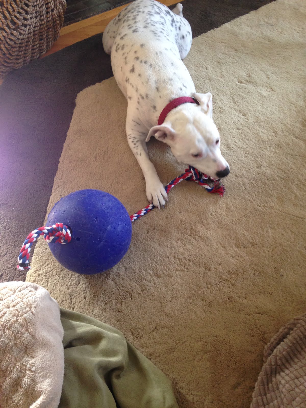 jolly ball with rope