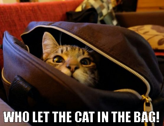 who let the cat in the bag