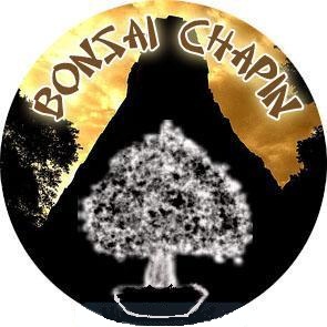 BONSAI CHAPIN
