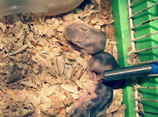 Cara Merawat Bayi Hamster Lengkap