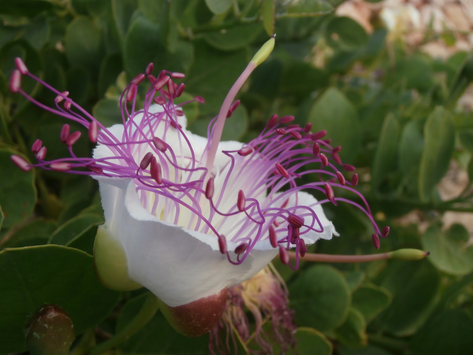 in Menorca today Old shore house, caper flower and Welsh flag waving.
