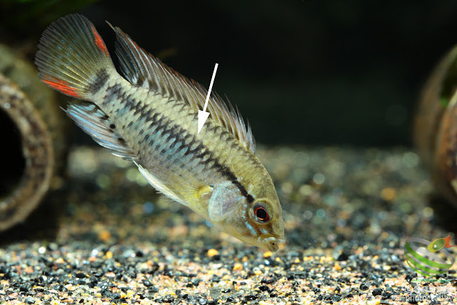 Apistogramma cf.viejita