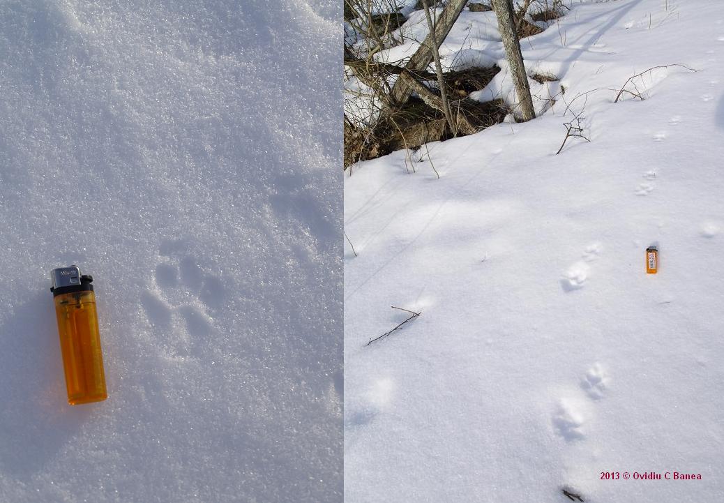 Golden Jackal Canis aureus Golden Jackal survey in W. Estonia