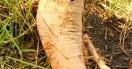 76 Gambar Akar Daun Kelor HD 76 Gambar Akar Daun Kelor HD