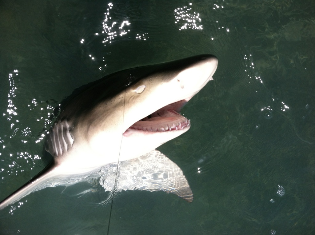 The Key West Flats Angler: Key West Sharks