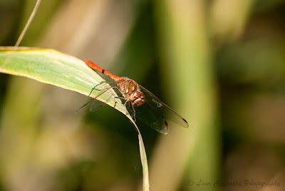 Libelula-Dragonfly-Anisoptera-Großlibellen