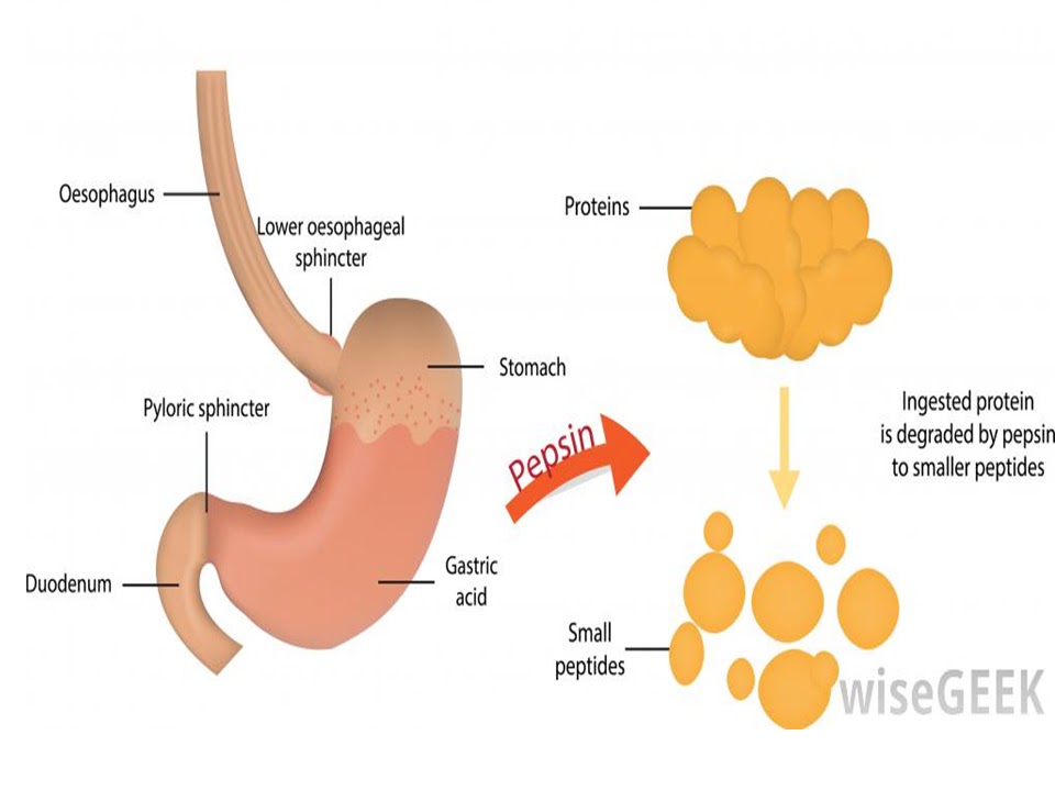 SONU ACADEMY HUMAN DIGESTIVE SYSTEMPART3 TEXT