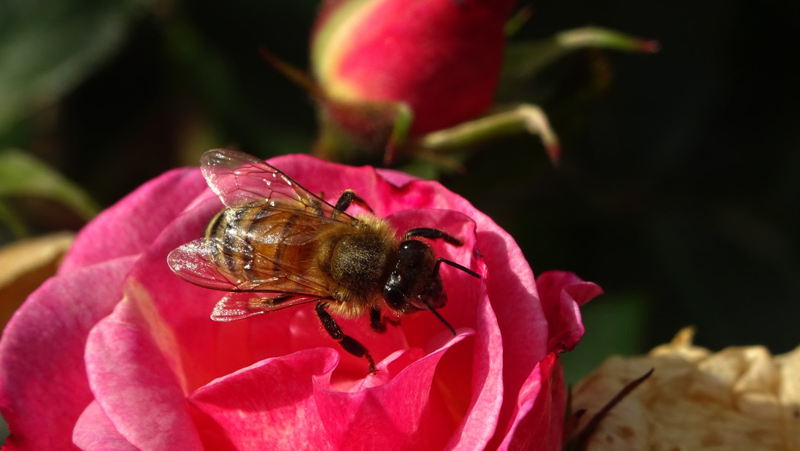 NixPixMix ROSES AND BEE