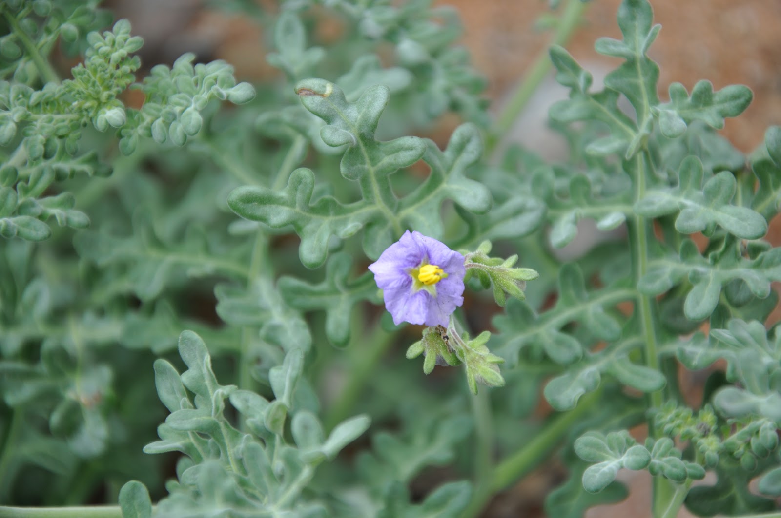 Solanum Remyanum Flora Nativa En Taltal Y Paposo