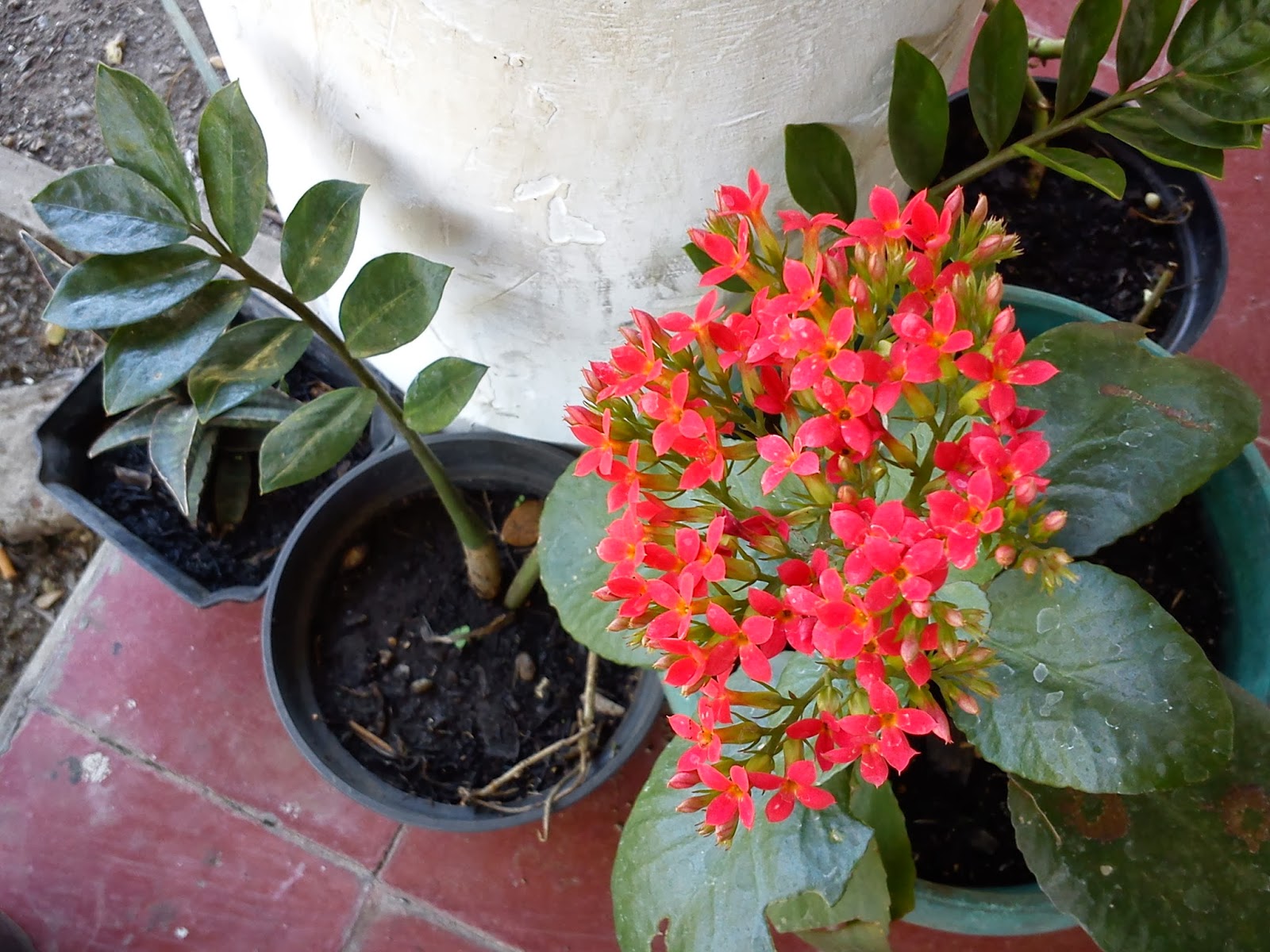 Mempercantik Rumah Dengan Aneka Tanaman Hias