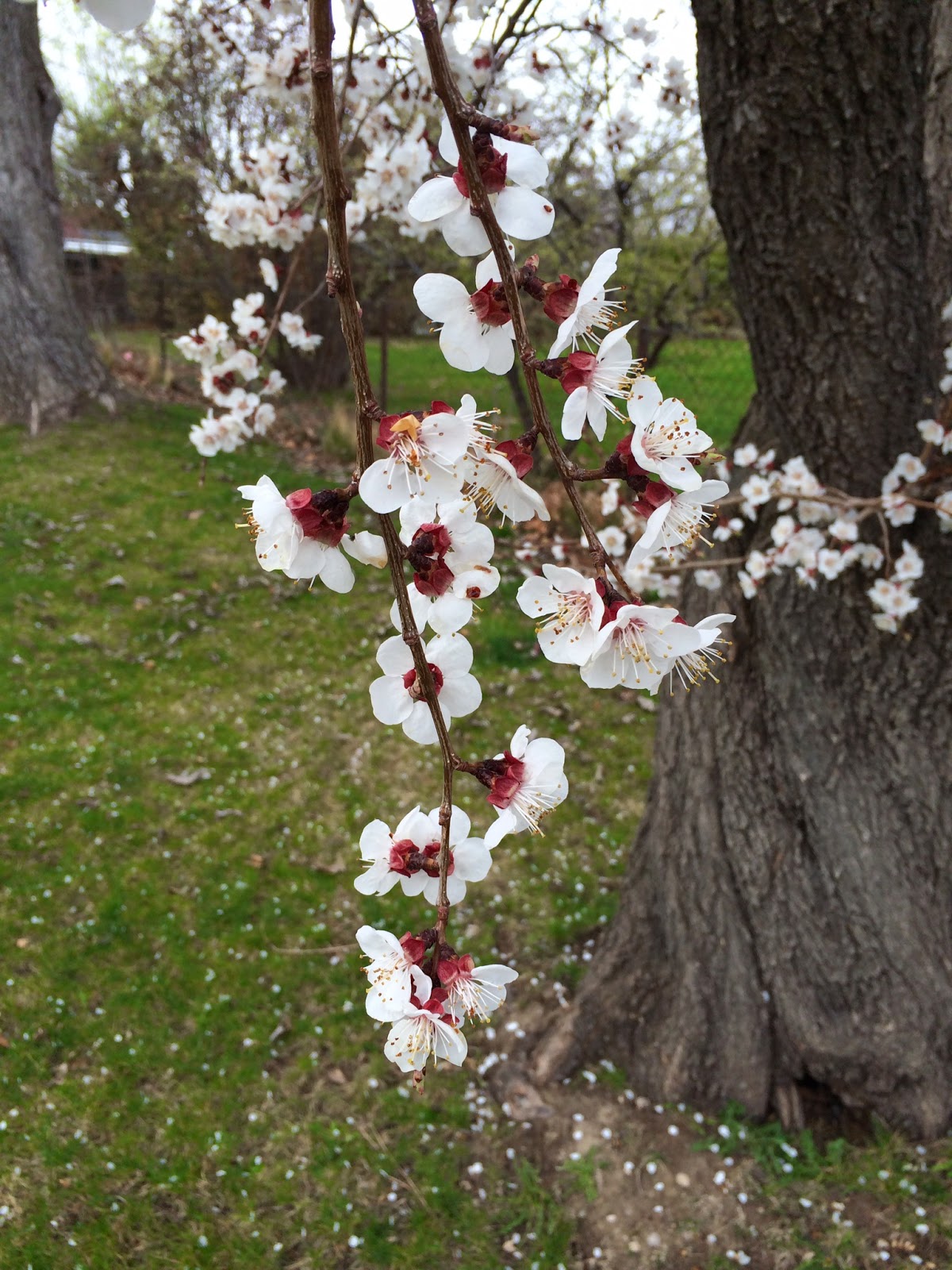 Michelle Martine Merrill's Picture of the Day Popcorn Popping on the