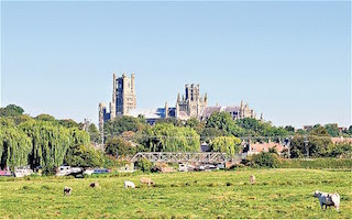 picture of cows at pasture in the Cambridgeshire Fens with Ely Cathedral in the background