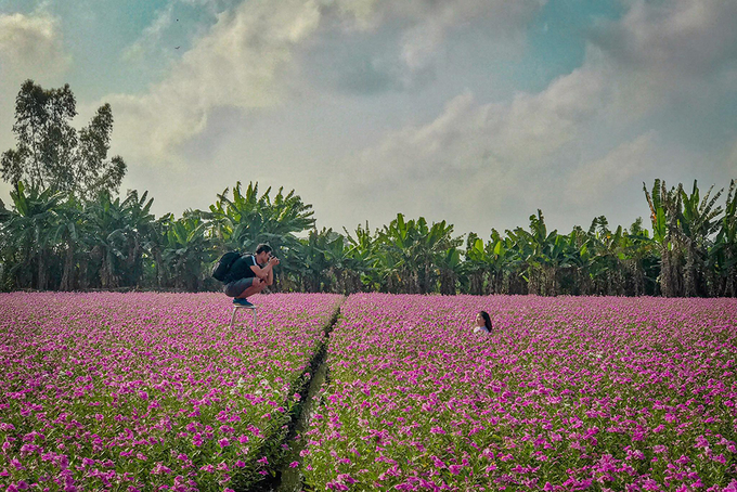Điêu đứng tâm can trước vẻ đẹp cánh đồng hoa dừa cạn An Giang