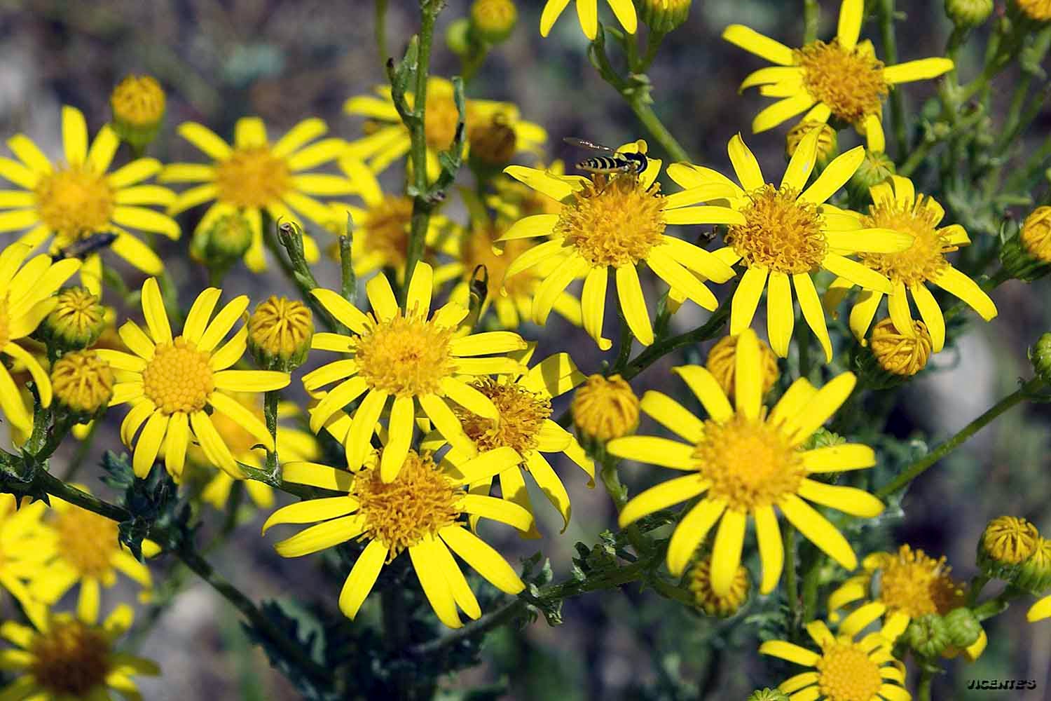 Las flores silvestres de Hormaza Senecio jacobea