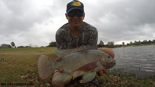 Umpan Serbuk Ikan Nila Rekomendasi Para Master Umpan Serbuk Ikan Nila Rekomendasi Para Master