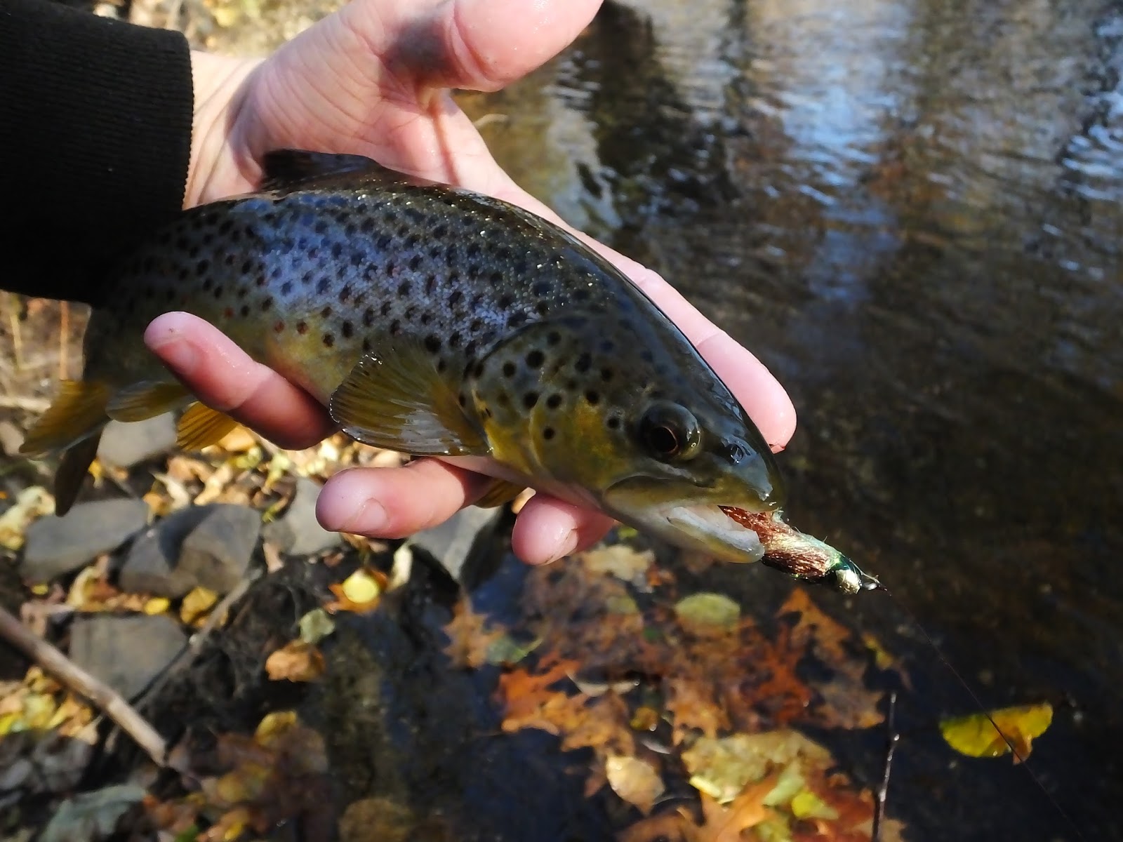 Connecticut Fly Angler Prespawn Brown Trout Bite, PTHW Style