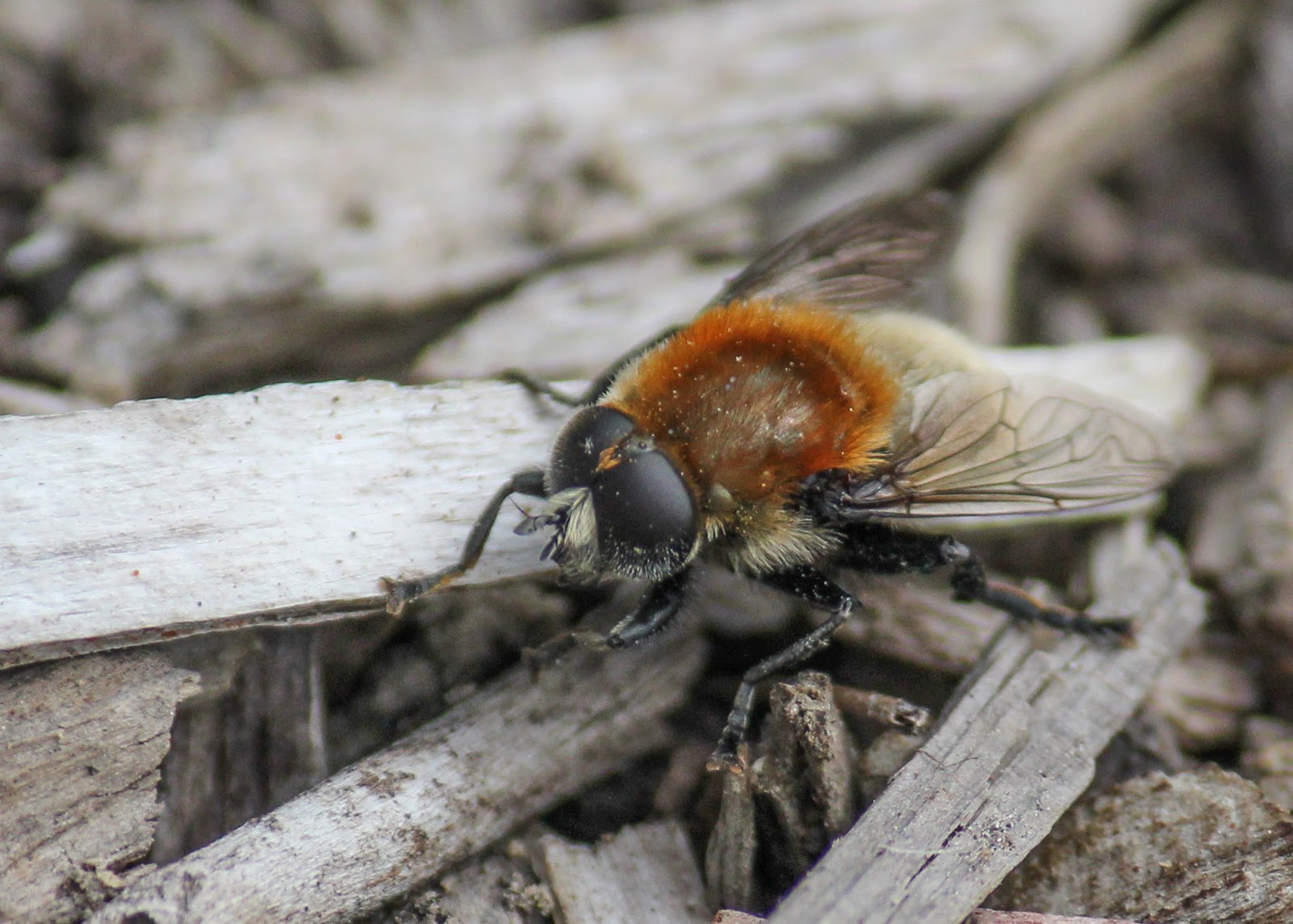 Red House Garden The Last Daffodil and What Eats It