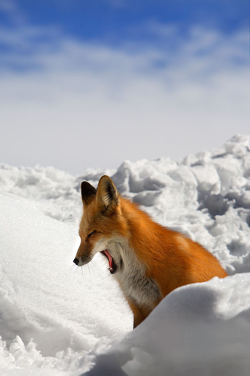 Desktop Nature wallpaper Denali National Park, Alaska, Red Fox Picture