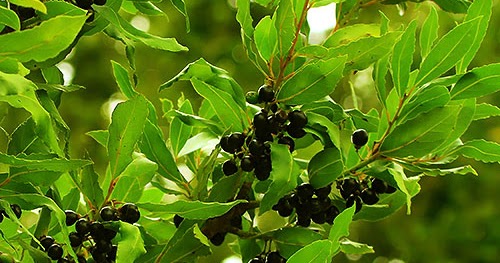 Doğal Şifa Kaynakları