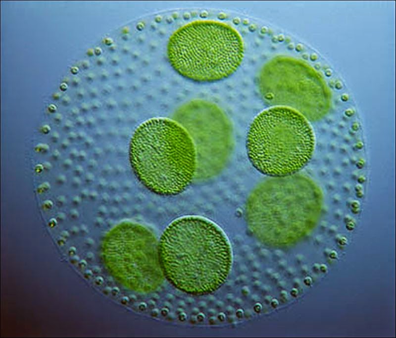 Приложна Алгология - въведение