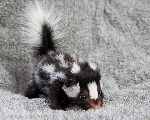 Baby Animals: Baby Skunk 2