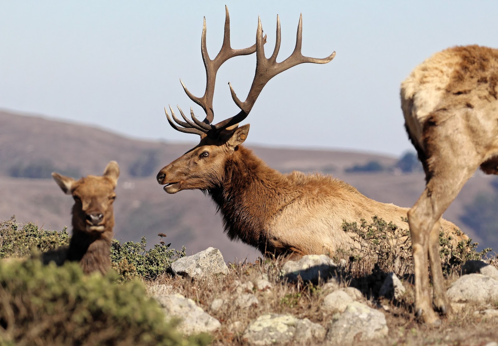The Wild American West Tule Elk