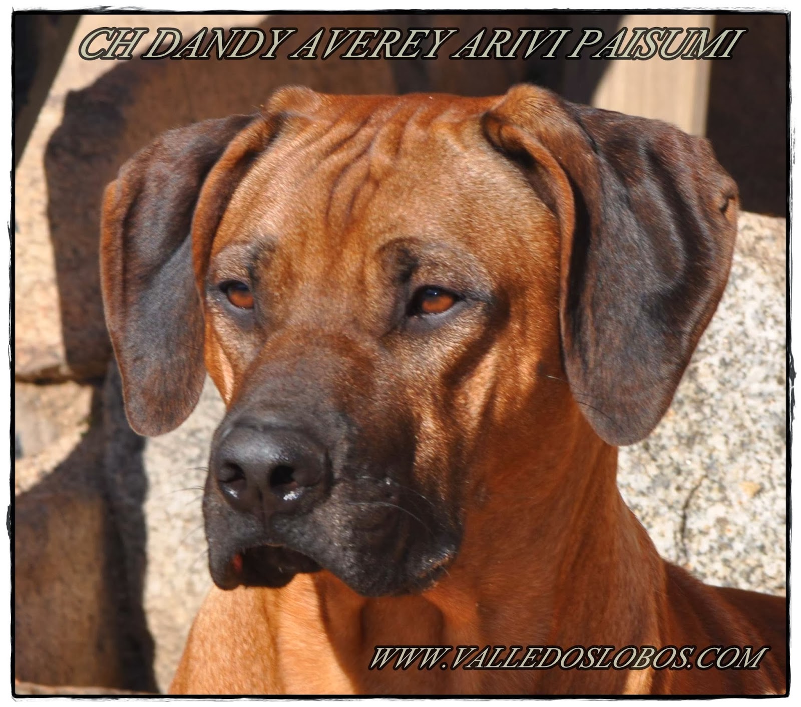 Rhodesian Ridgeback y Vizsla.VALLE DOS LOBOS.: NUESTROS RHODESIAN ...