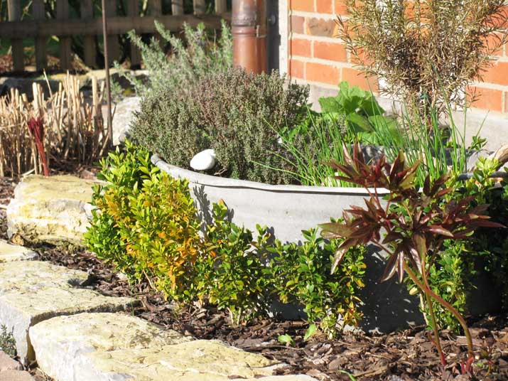 Freudentanz: Bauerngarten News [10]