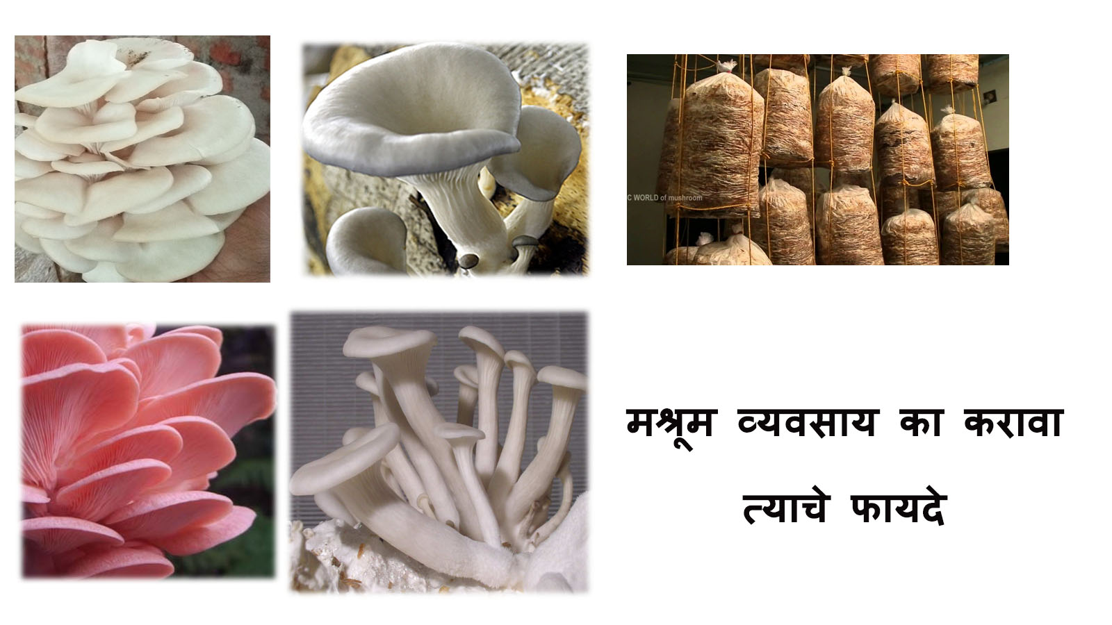Mushroom growing guide English and Marathi Biobritte Fungi School