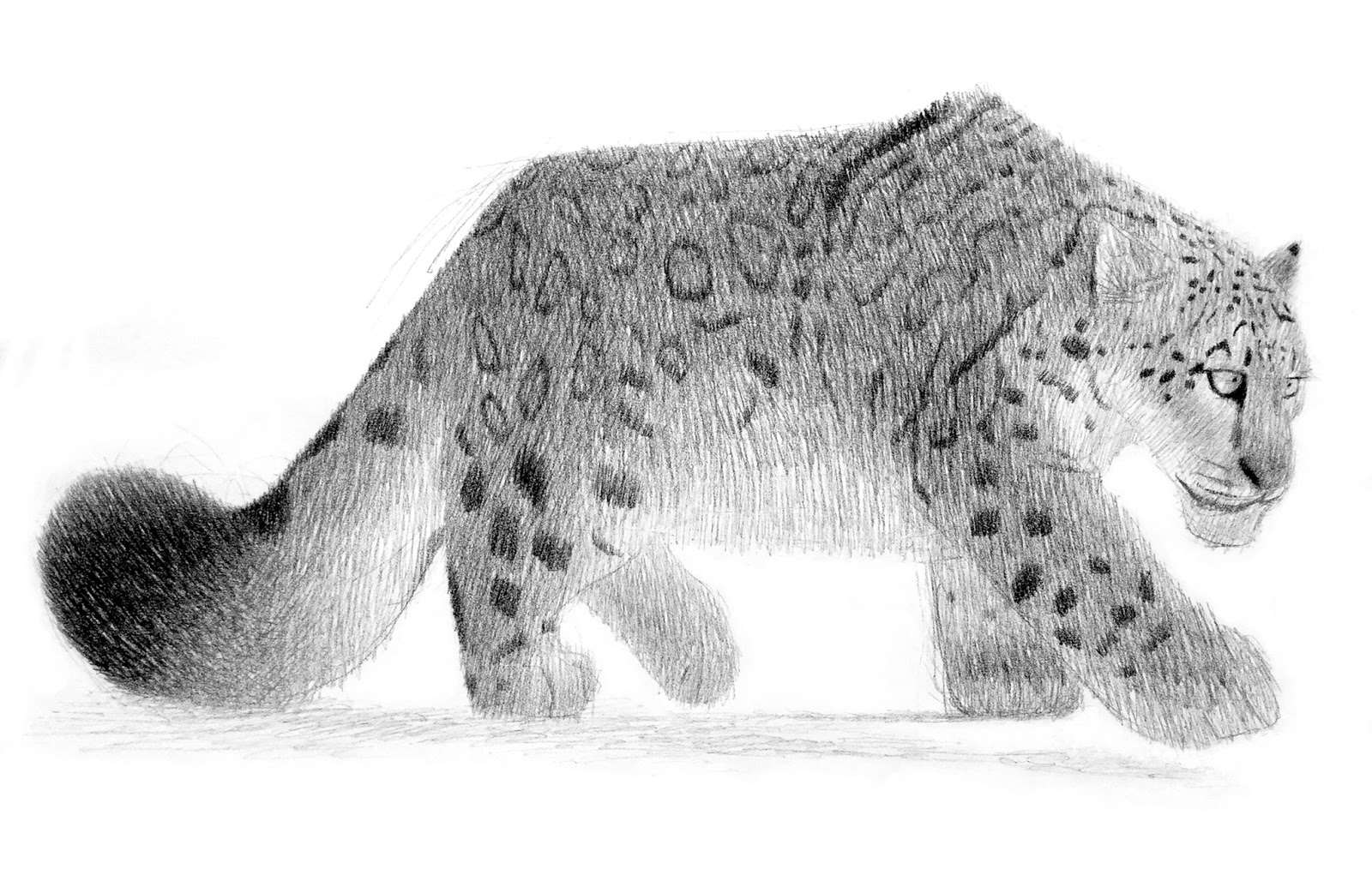 Snow Leopard jpg 1600 1035 snow-leopard-jpg-1600-1035