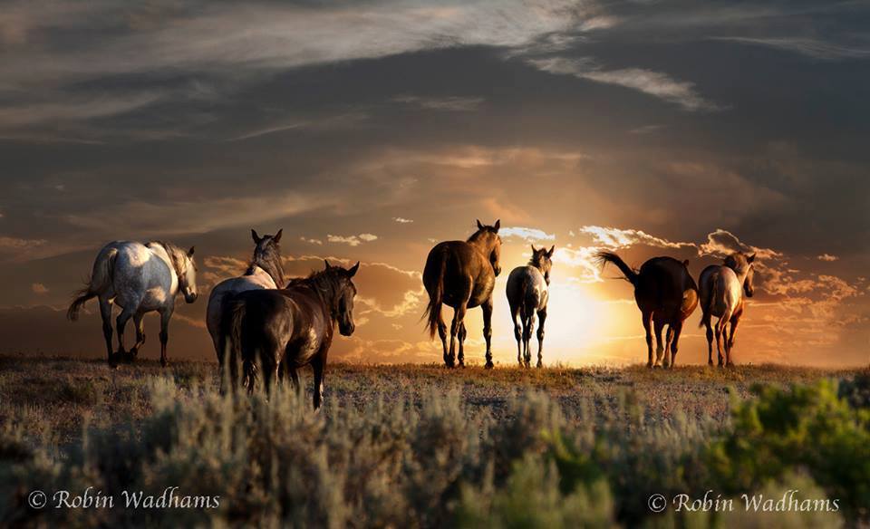 The American Cowboy Chronicles Wishing You A Happy New Year 2017
