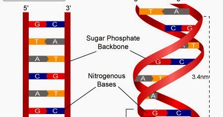 Knowledge Class Watson And Crick Model Of Dna