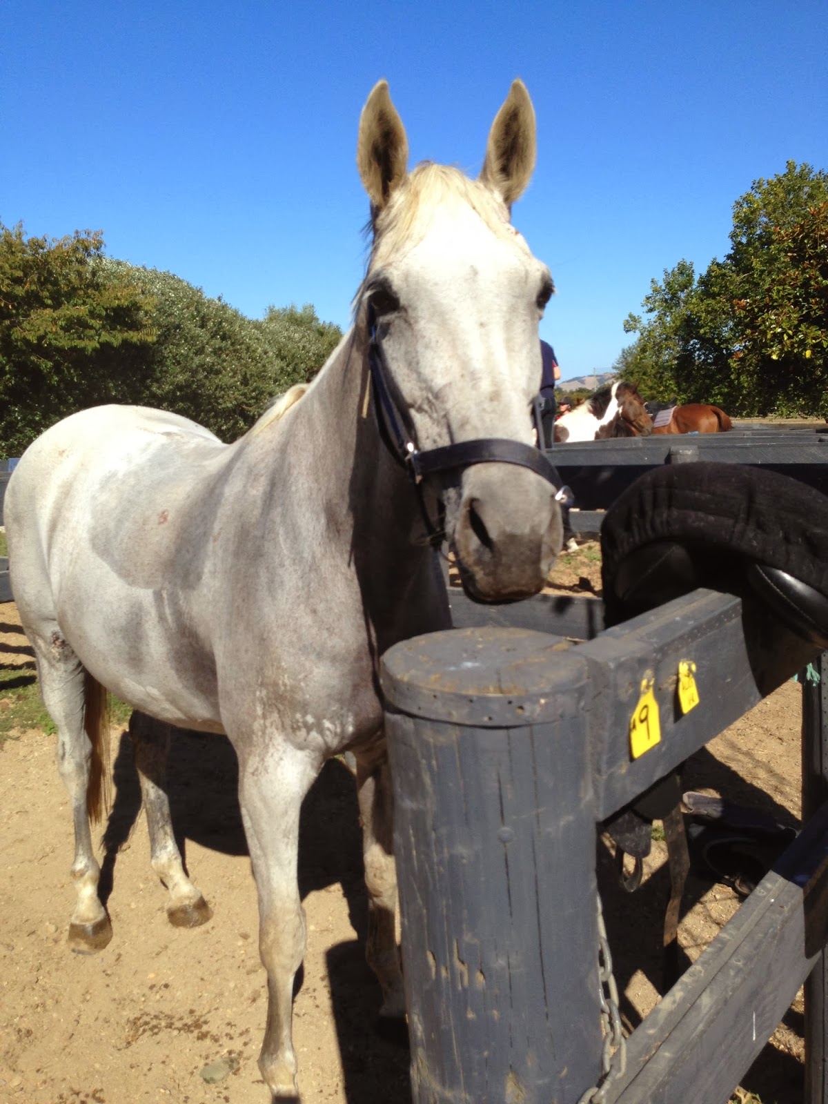 Sam Felton Eventing Rotorua Horse Trials