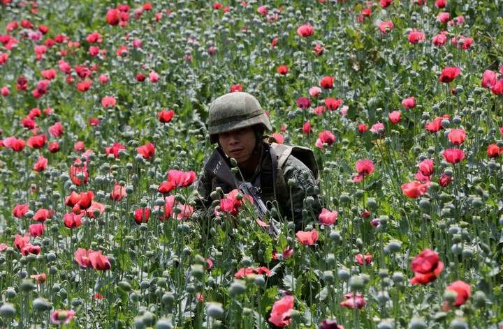 Thực chất cuộc chiến chống thuốc phiện của Mỹ ở Afghanistan