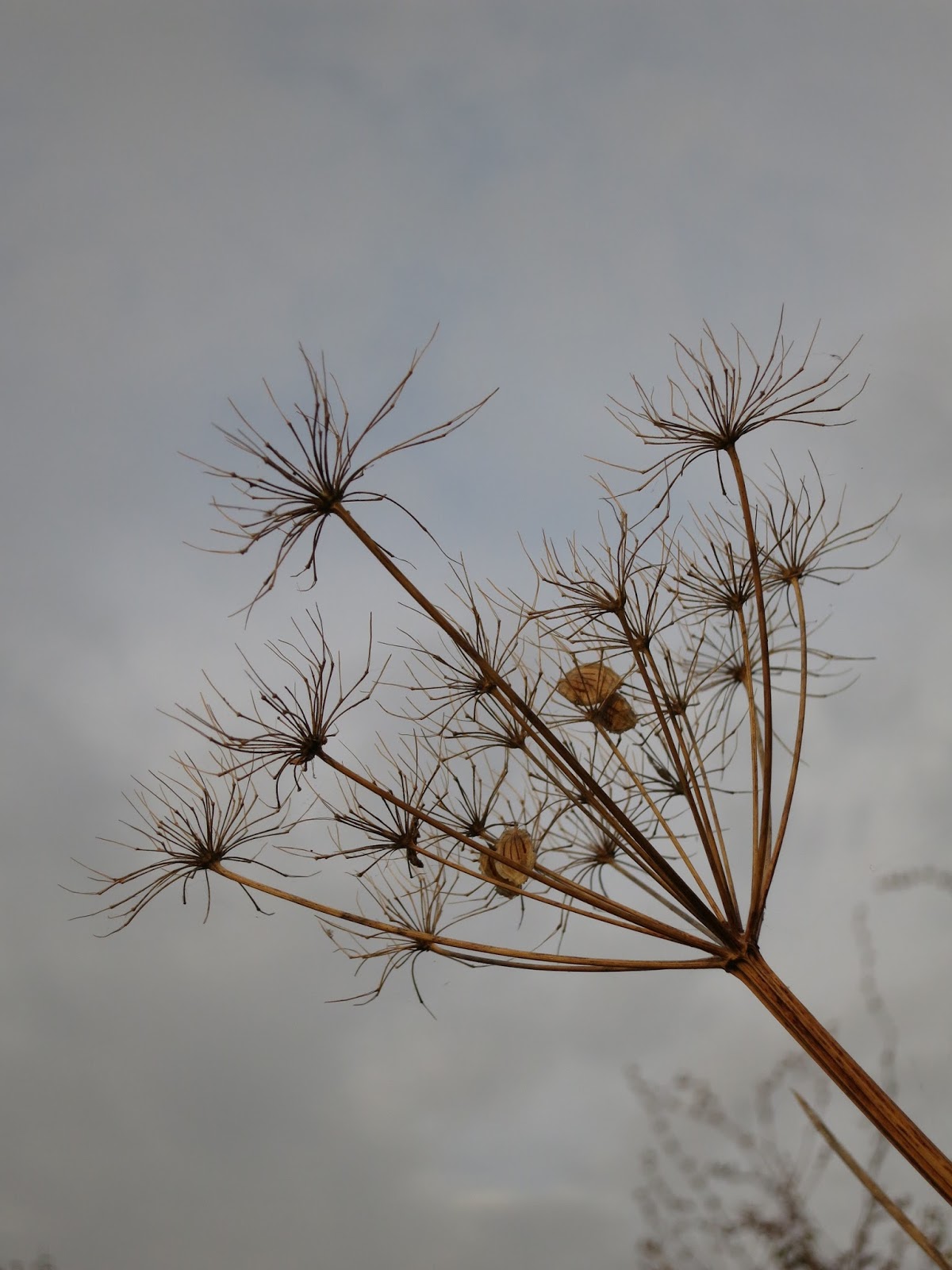 Bare headed umbelliferous plant with four seeds still attached