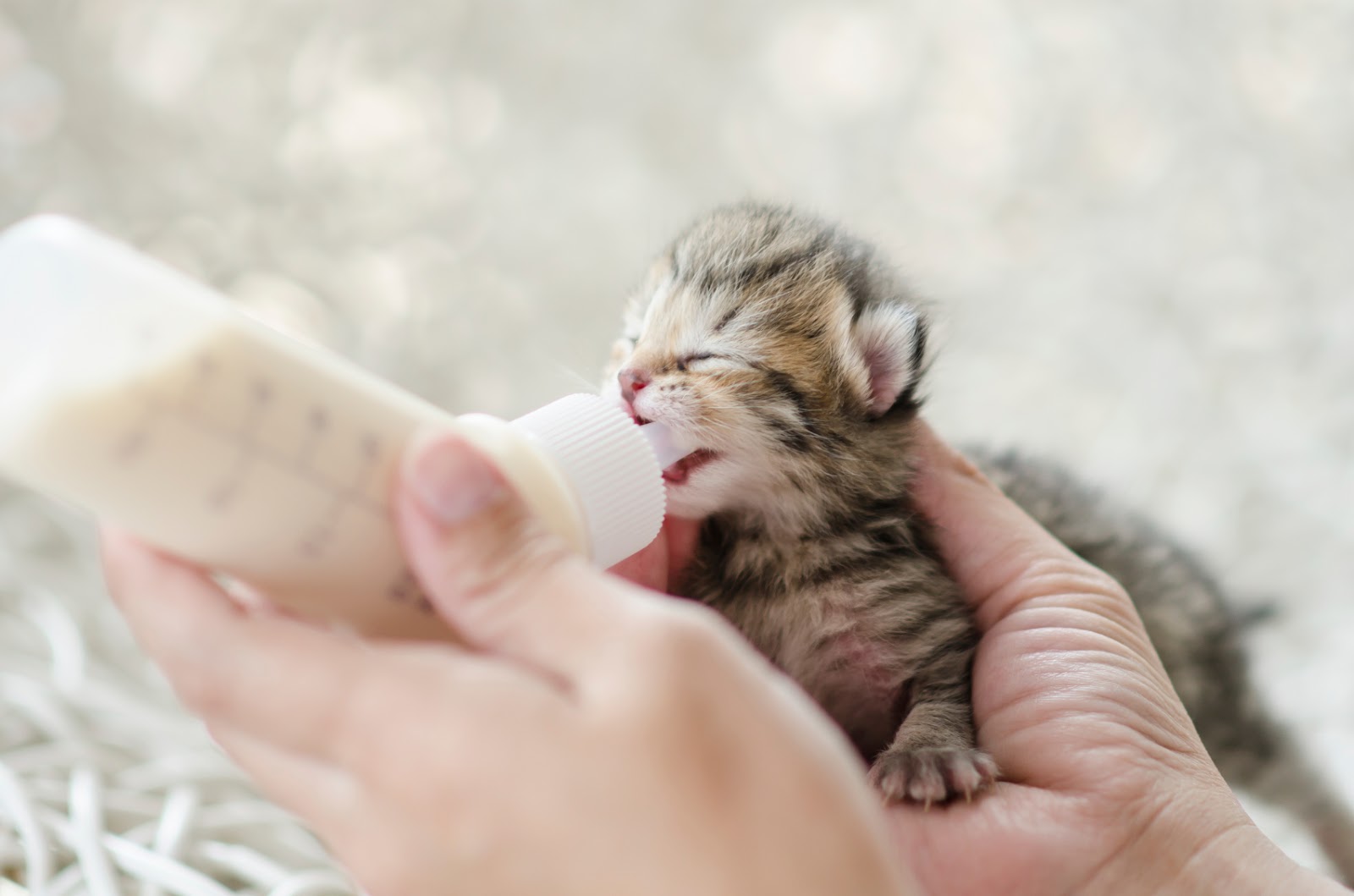 An emergency kitten meal - Life cats
