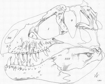 El Spooky's Blog of Stuff: Tyrannosaurus rex - King of the Tyrant