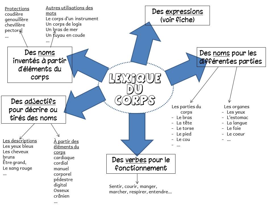 Lexique – Séquence autour du corps humain – Bac de classe