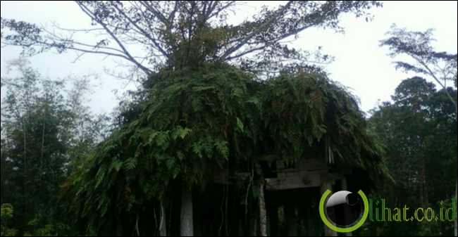 Pohon tumbuh di atap rumah tua