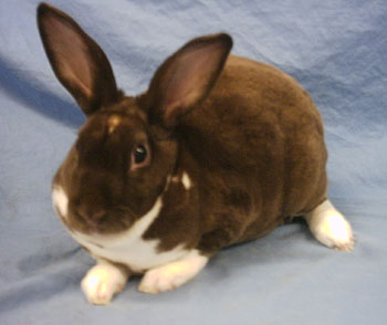 CONEJO REX - MASCOTAS EXÓTICAS Y MÁS