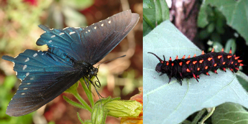 Butterfly and Caterpillar