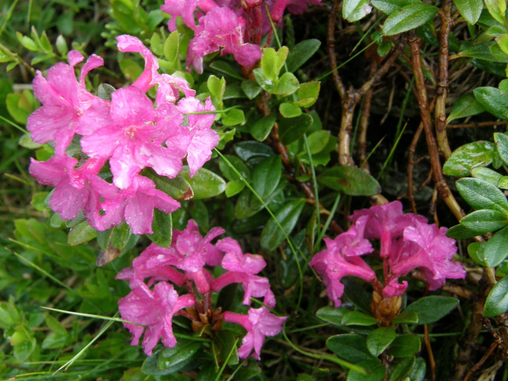 Бористенія: Що таке червона рута