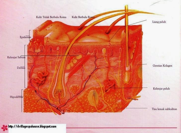 D'Village Spa Beauty Academy: Struktur Kulit