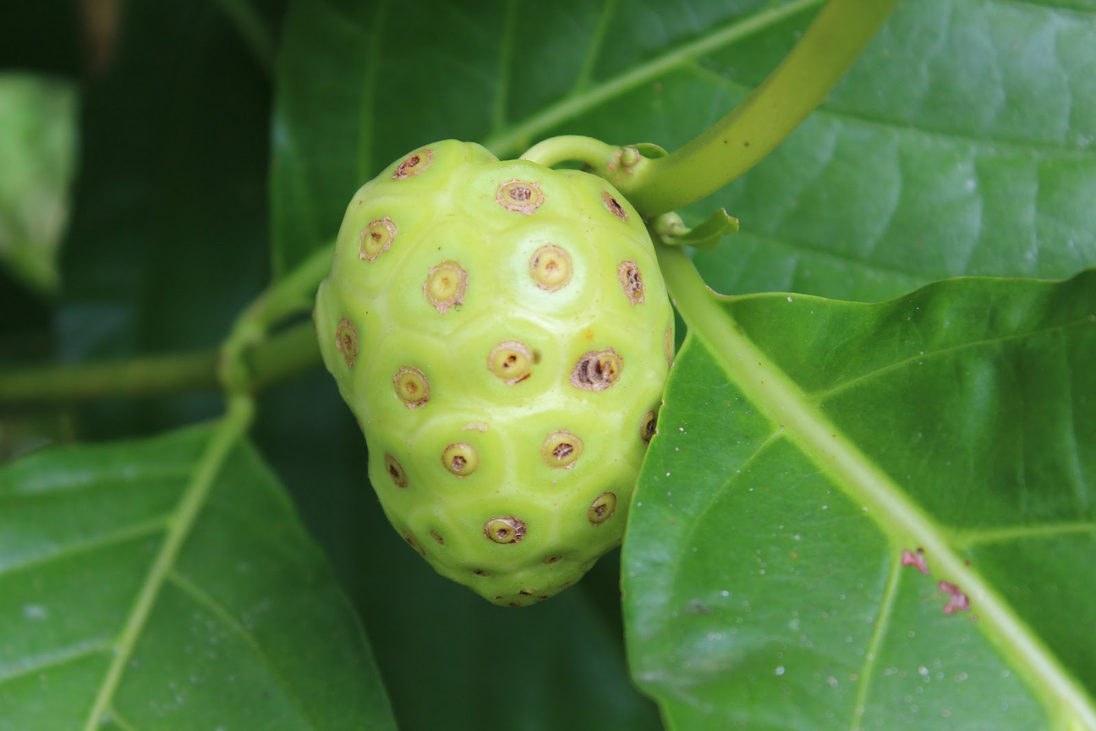 10 Benefits of Noni Fruit as Natural Herbal Treatment