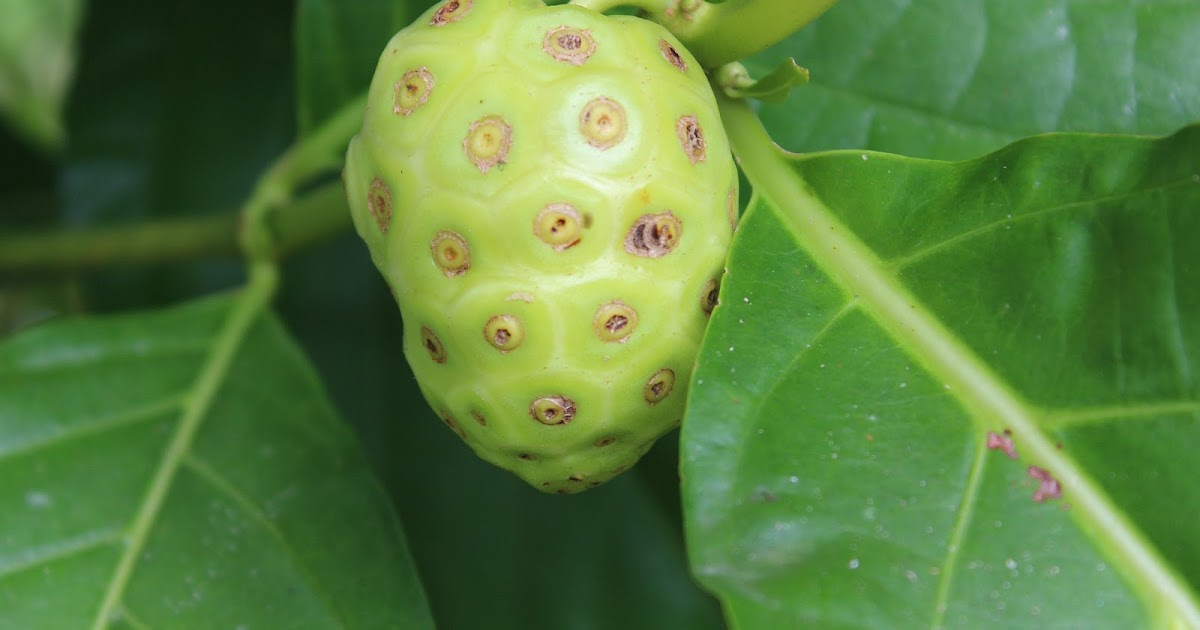 10 Benefits of Noni Fruit as Natural Herbal Treatment