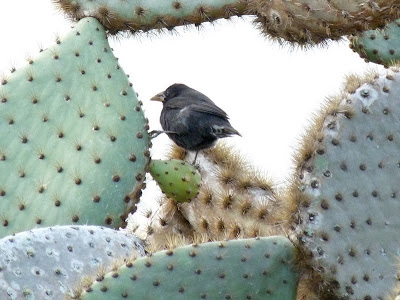 cactus finch ayora opuntia finches naturally fraser ian talking puerto scandens seeds common