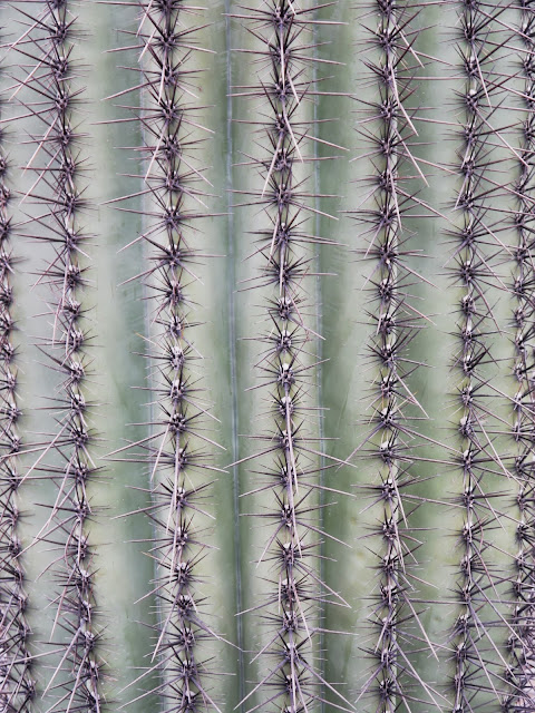 Cactus Tucson Arizona